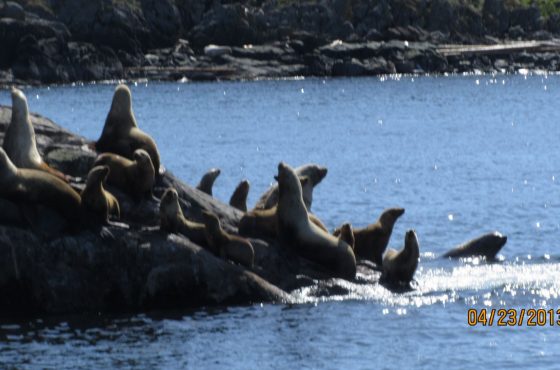 Sea Lions