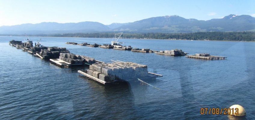 Hollie Wood Oyster Farm Tour