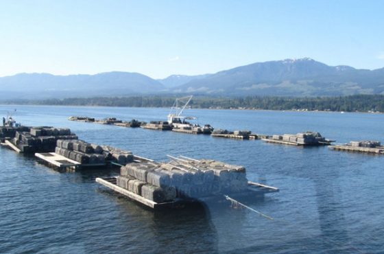Oyster Farm Tours featuring Injenika Wilson from Kingfishers Breakwater